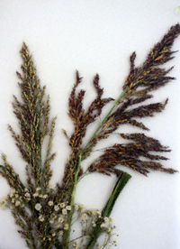 Close-up of white flowering plant against wall