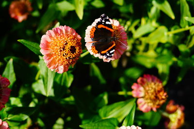 Close-up of honey bee on pink flowering plant