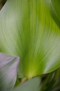 Close-up of flower