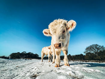 View of horse on snowy field against blue sky