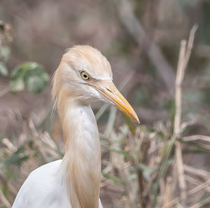 Close-up of a bird