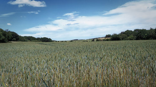 Scenic view of field against sky