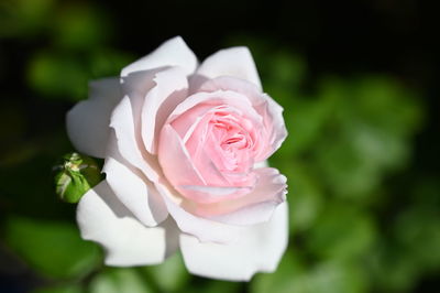 Close-up of pink rose