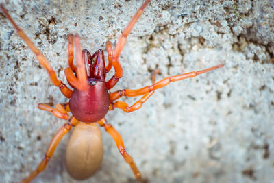 Close-up of insect