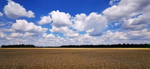 Scenic view of agricultural field against sky