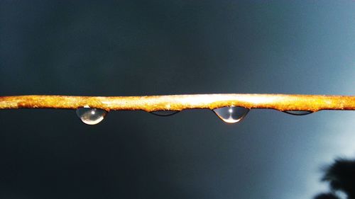 Close-up of water drops on leaves