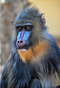 Close-up portrait of monkey