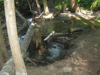 High angle view of turtle in water