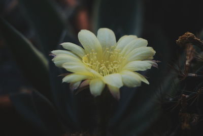 Close-up of yellow flowering plant