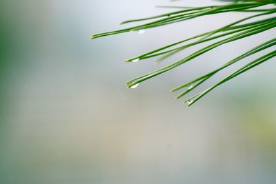 Close-up of wet plant