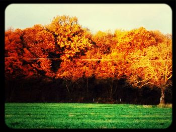 Scenic view of grassy field