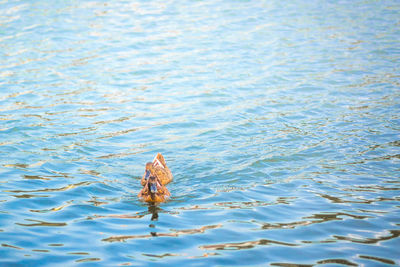 Single blown duck swinning on the blue water