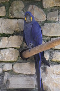 Blue hyacinth macaw perching on wood against stone wall at zoo
