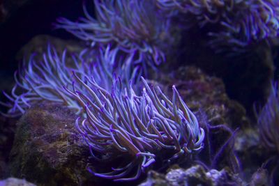 Close-up of coral in sea