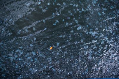 High angle view of jellyfish swimming in water