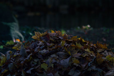 Close-up of leaves in autumn