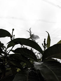 Low angle view of a bird