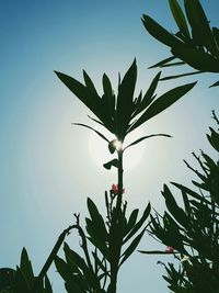 Low angle view of plant against clear sky