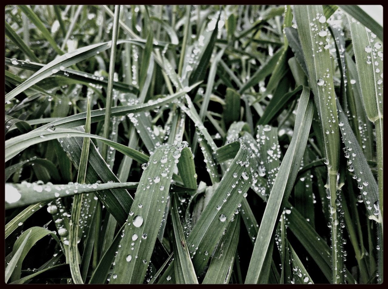 drop, wet, water, close-up, dew, full frame, growth, grass, backgrounds, freshness, nature, beauty in nature, green color, transfer print, purity, raindrop, rain, blade of grass, auto post production filter, fragility