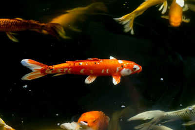 Close-up of koi carps swimming in sea