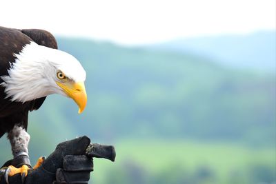 Close-up of eagle against blurred background