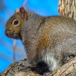 Close-up of squirrel