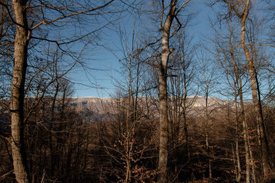 Bare trees in forest during winter