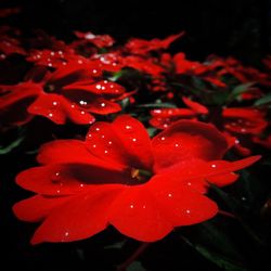 Close-up of red flower