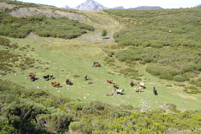 Herd of wild horses in a valley