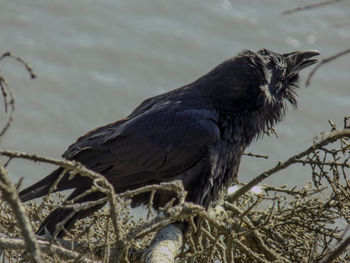 Close-up of bird perching on branch