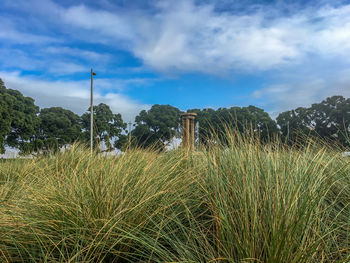 Plants growing on field against sky