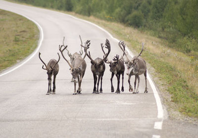 Reindeer walking in a group on the road in lapland, natural background