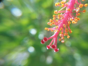 Close-up of red flower growing on tree