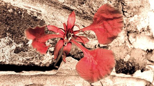 Close-up of red flower