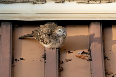 Close-up of owl perching on metal window