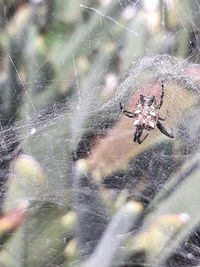 Close-up of spider on web