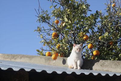 Low angle view of cat on tree