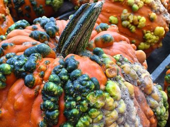 Close-up of knucklehead pumpkin at farmers market