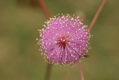 Close-up of pink flower blooming outdoors