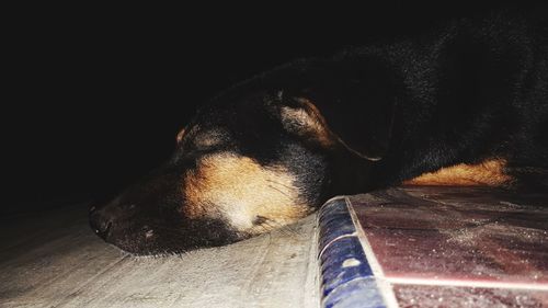 Close-up of dog sleeping on floor