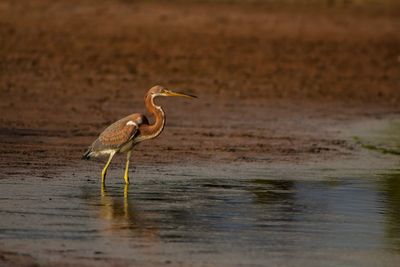 View of bird on beach