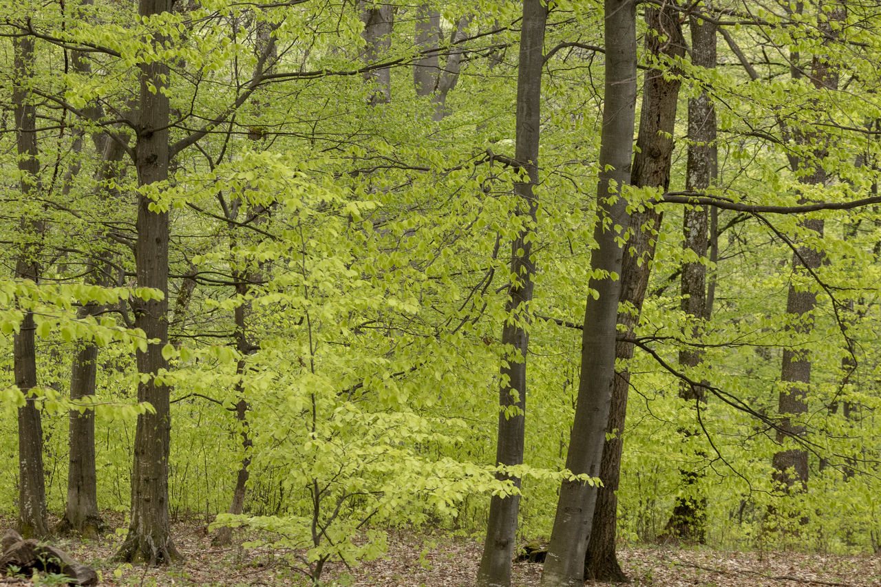 SCENIC VIEW OF FOREST