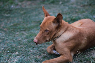 Dog looking away on field