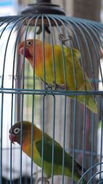 Close-up of parrot in cage