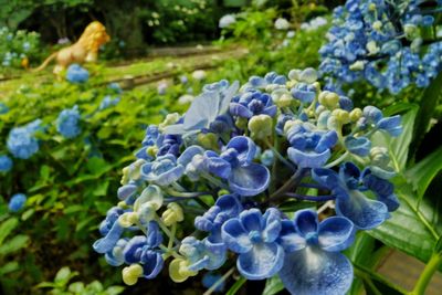 Close-up of hydrangea blooming outdoors