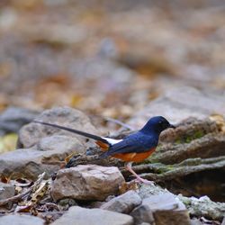 Close-up of bird perching on rock