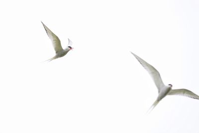 Low angle view of seagulls flying