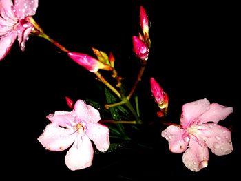 Close-up of pink flowers