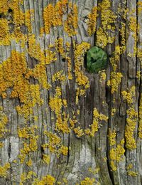 Full frame shot of yellow flowers