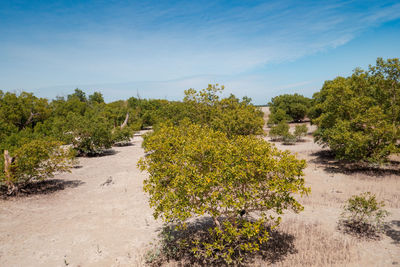 View of mangrove trees growing on the beach at mida creek in watamu during low tide, malindi, kenya